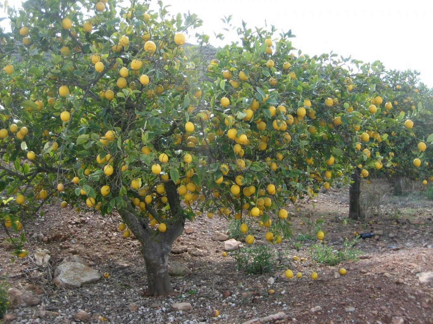 Terreno rural