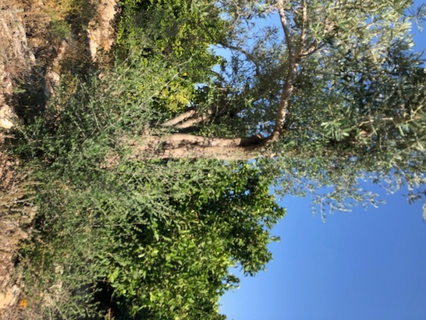 Finca rustica de 226 HECTAREAS .posibilidad montar placas fo - foto 2