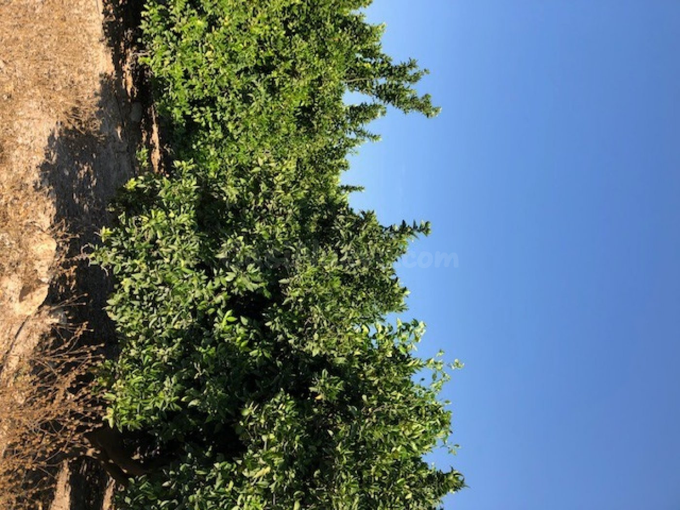 Finca rustica de 226 HECTAREAS .posibilidad montar placas fo - foto 4