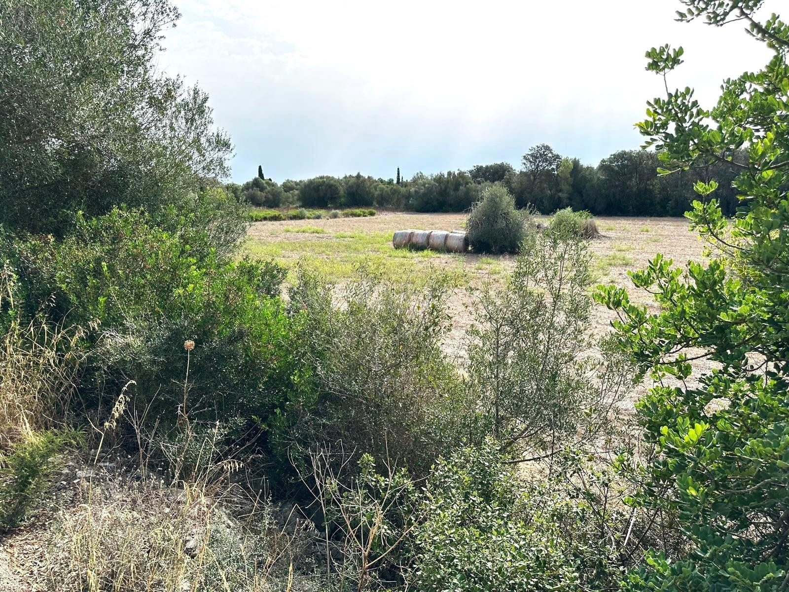 TERRENO RÚSTICO EN SINEU DE 21.300 M2 CON PROYECTO APROBADO PARA VIVIENDA DE 150 M2 CON PISCINA