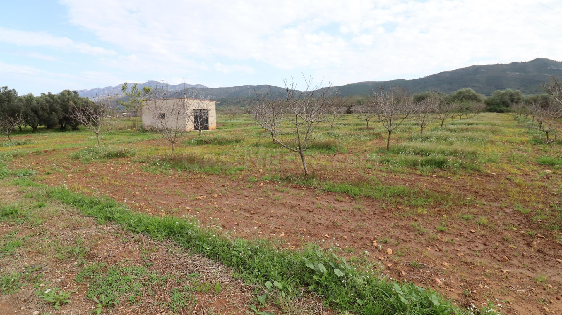 Finca de Almendros con almacén - foto 2