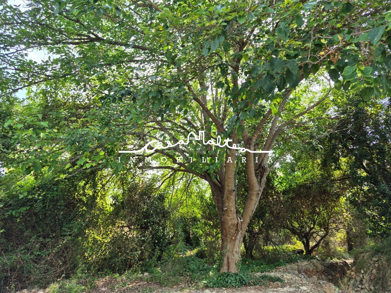Terreno rural de regadío en zona de la Favara - foto 3