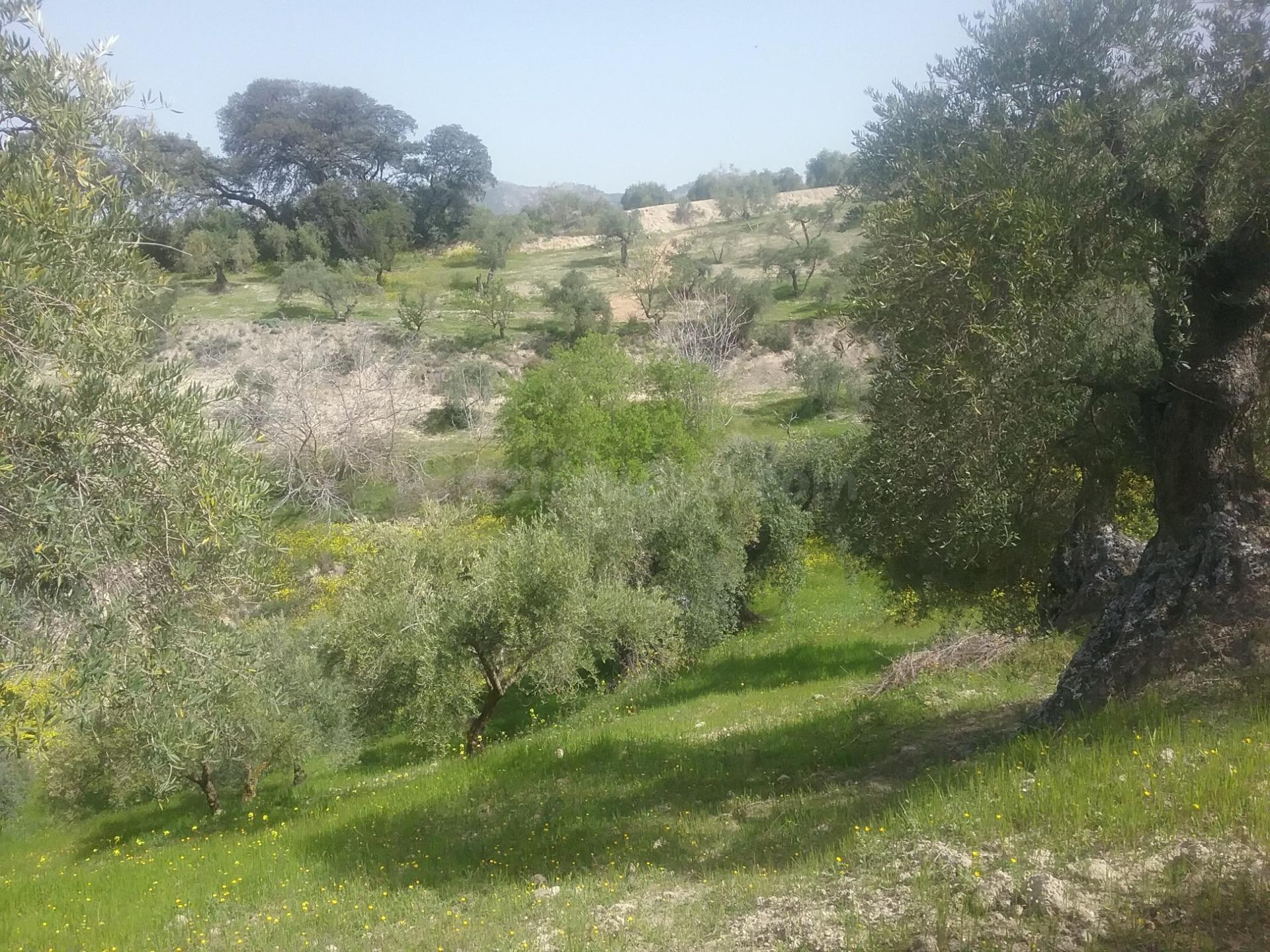 OLIVAR EN EL FARGUE. Paraje Aynadamar