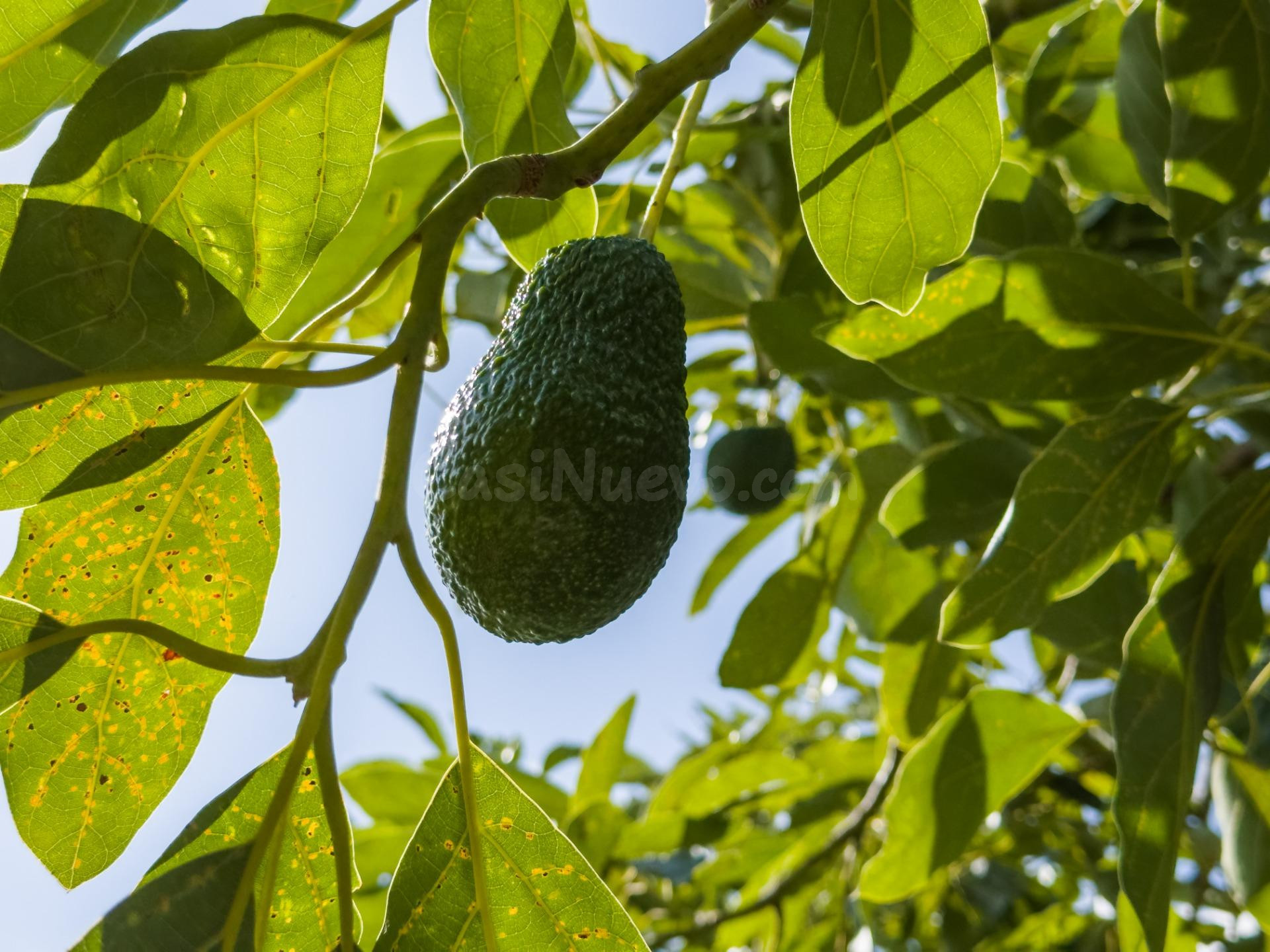 Finca rústica de AGUACATES con CONTRUCCIÓN de 37 m2 en Los G