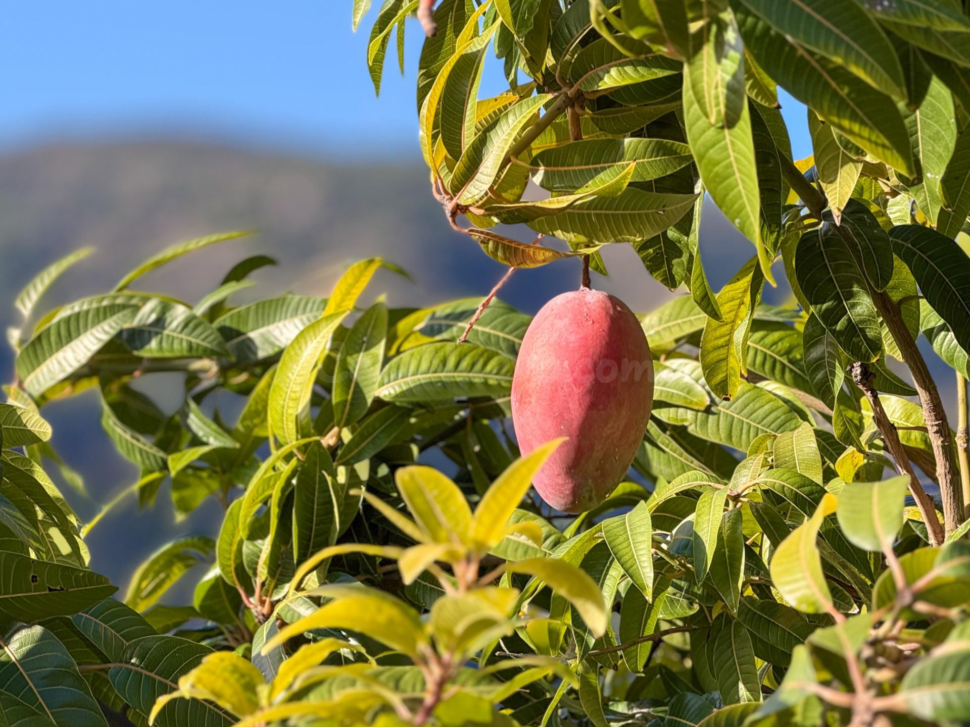 Finca rústica de AGUACATES con CONTRUCCIÓN de 37 m2 en Los G - foto 4