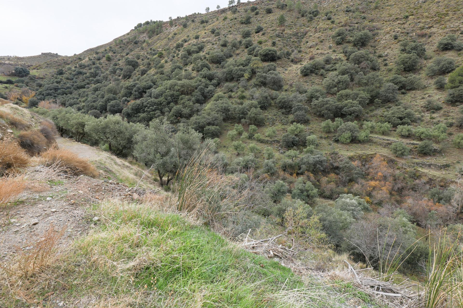 Magnífica finca de olivos en Monachil