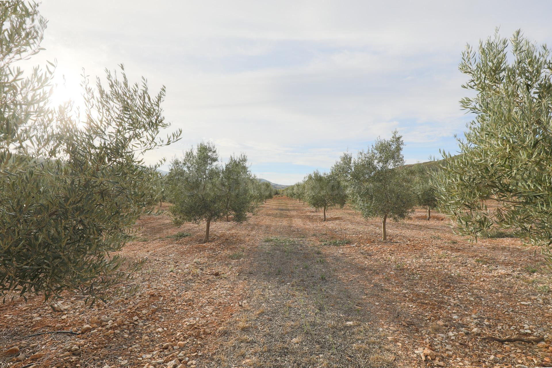 Inmejorable finca de Olivos de primera calidad en Villamena  - foto 2