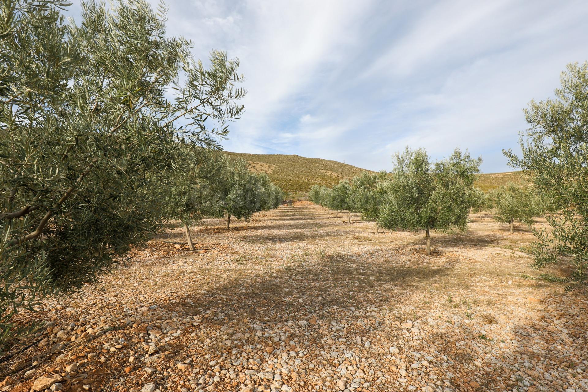 Inmejorable finca de Olivos de primera calidad en Villamena  - foto 3
