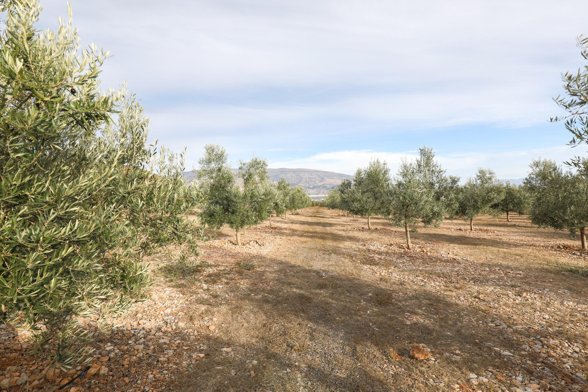 Inmejorable finca de Olivos de primera calidad en Villamena  - foto 5