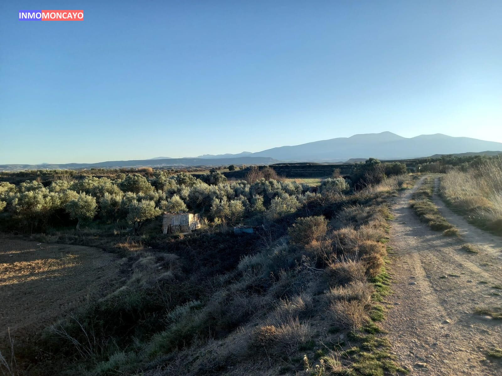 Se vende olivar a 3 km de Tortoles