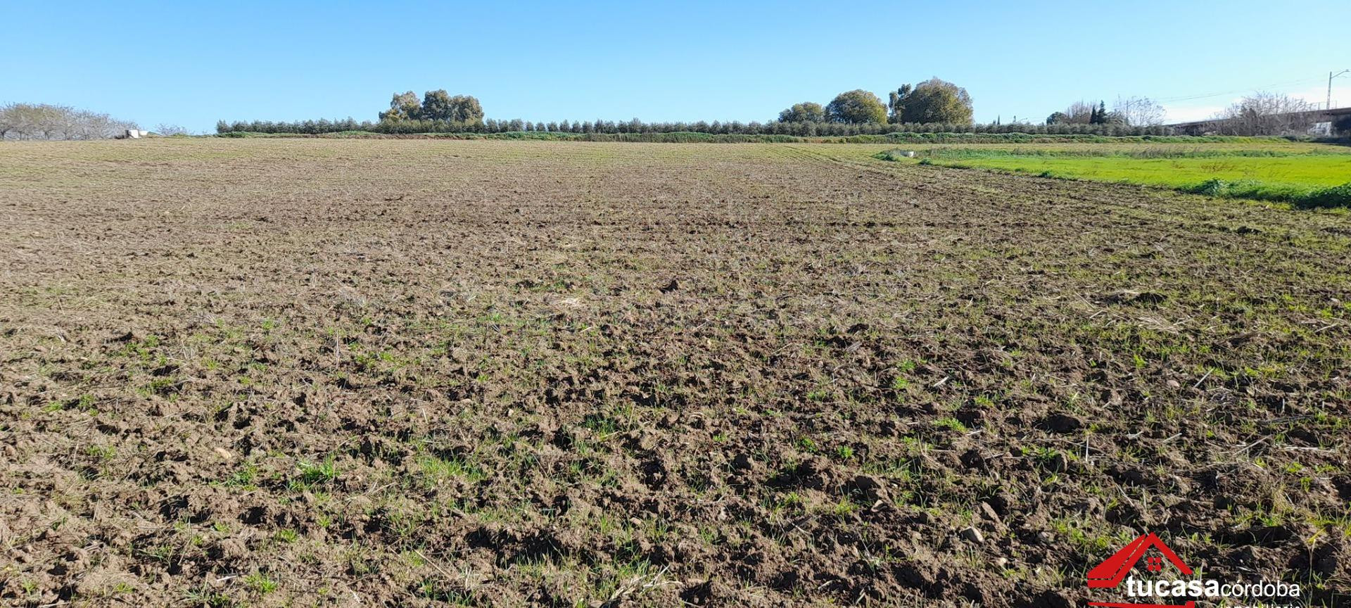 ✨ ¡Oportunidad única! Terreno rural de 12.000 m2 con agua de riego en plena Carretera de Palma del Río ✨