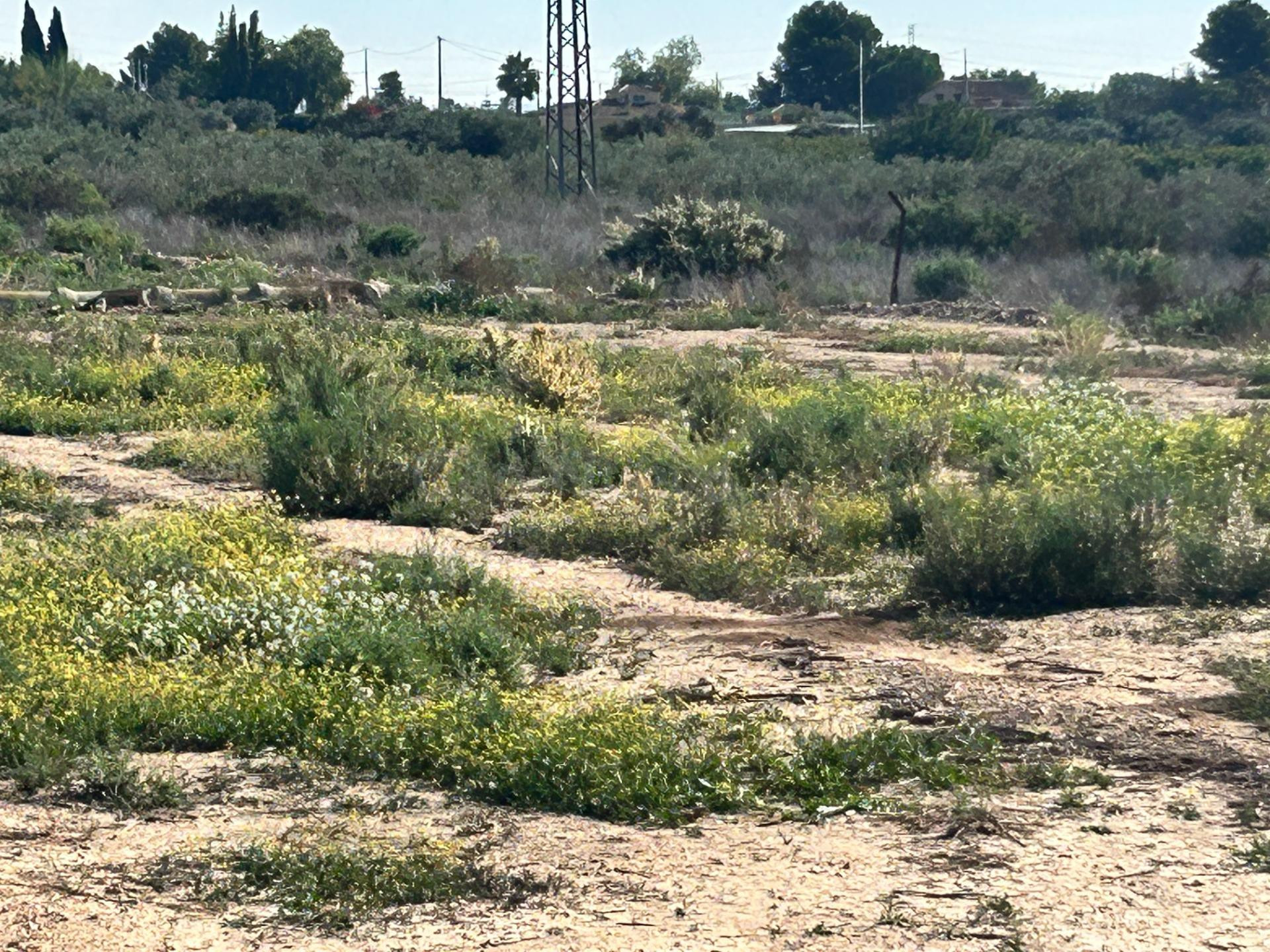Terreno Rural en Crevillent - Oportunidad Única a Solo 20 Minutos del Mar