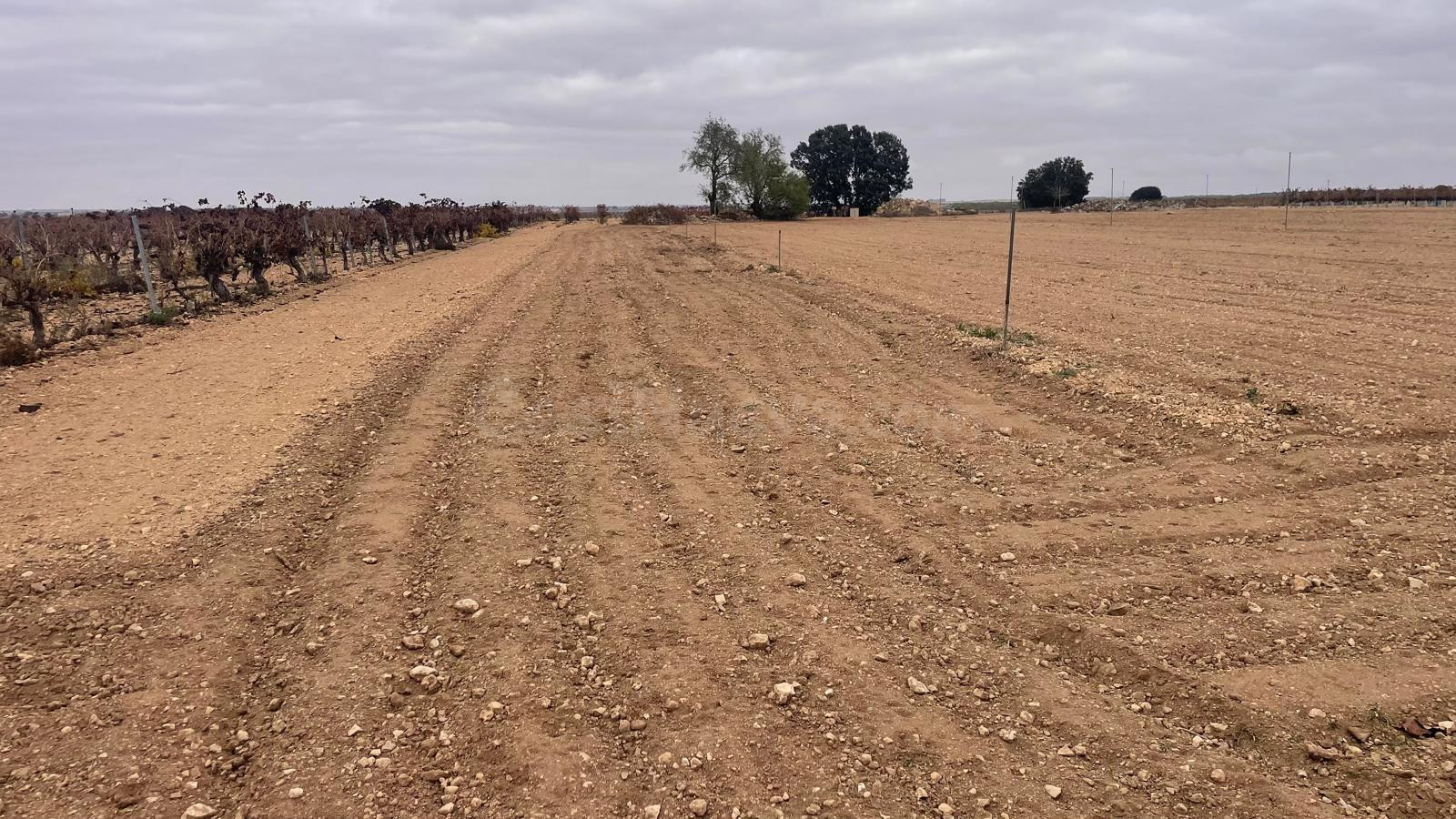 Se venden dos parcelas rústicas de riego en Mahora, Albacete