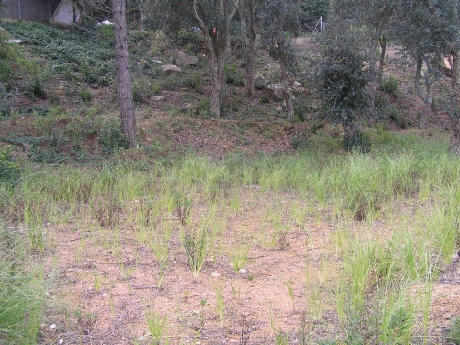Parcela Exclusiva en Serra Brava: A un Paso de Lloret de Mar - foto 2