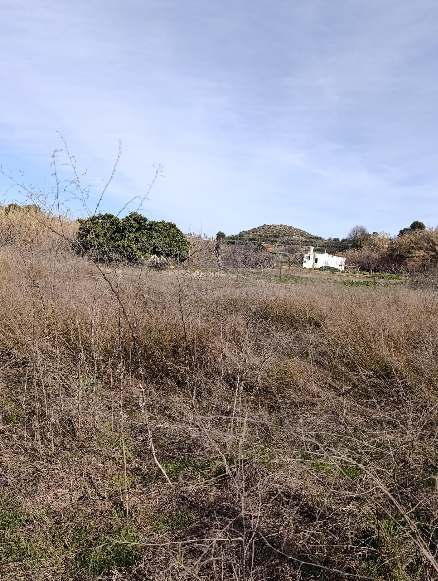 TERRENO RURAL EN CEHEGIN