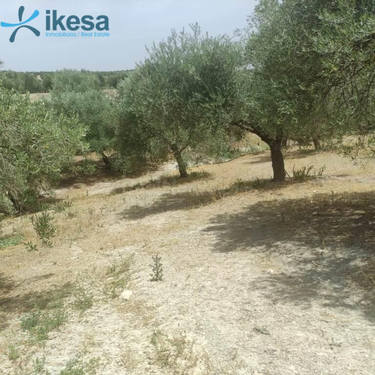 Olivar en Pol Almenara