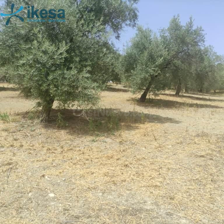Olivar en Pol Almenara