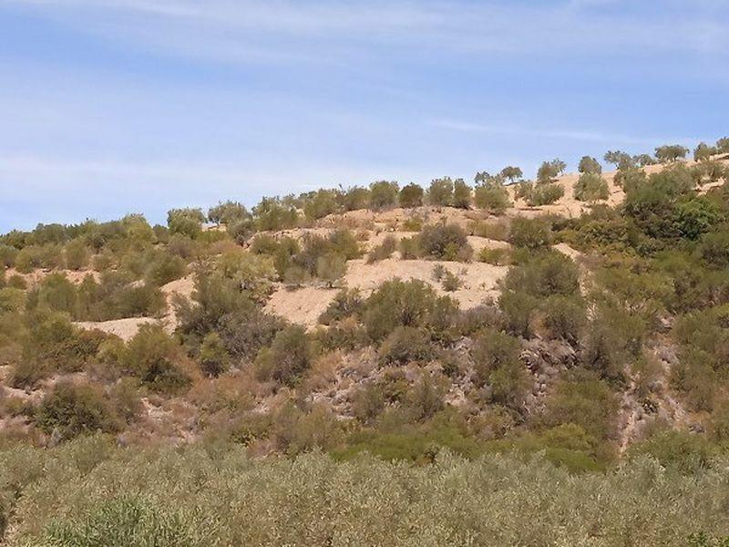 Terreno rústico en venta en pre. el jeme, polígono 60, Moron De La Frontera, Sevilla