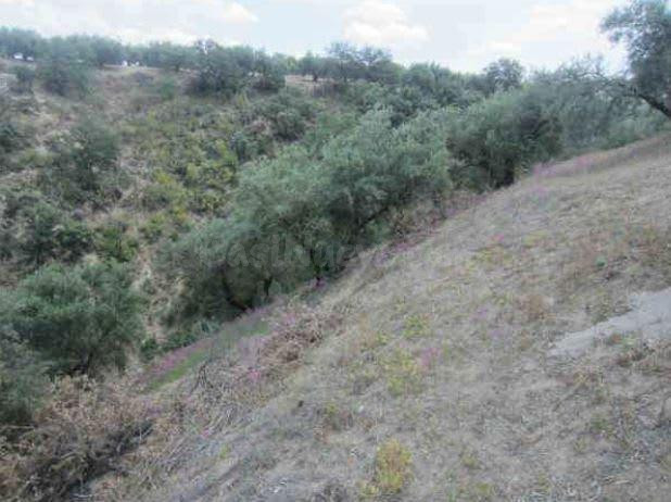 VENTA DE TERRENO RÚSTICO EN ALMEDINILLA (CÓRDOBA)