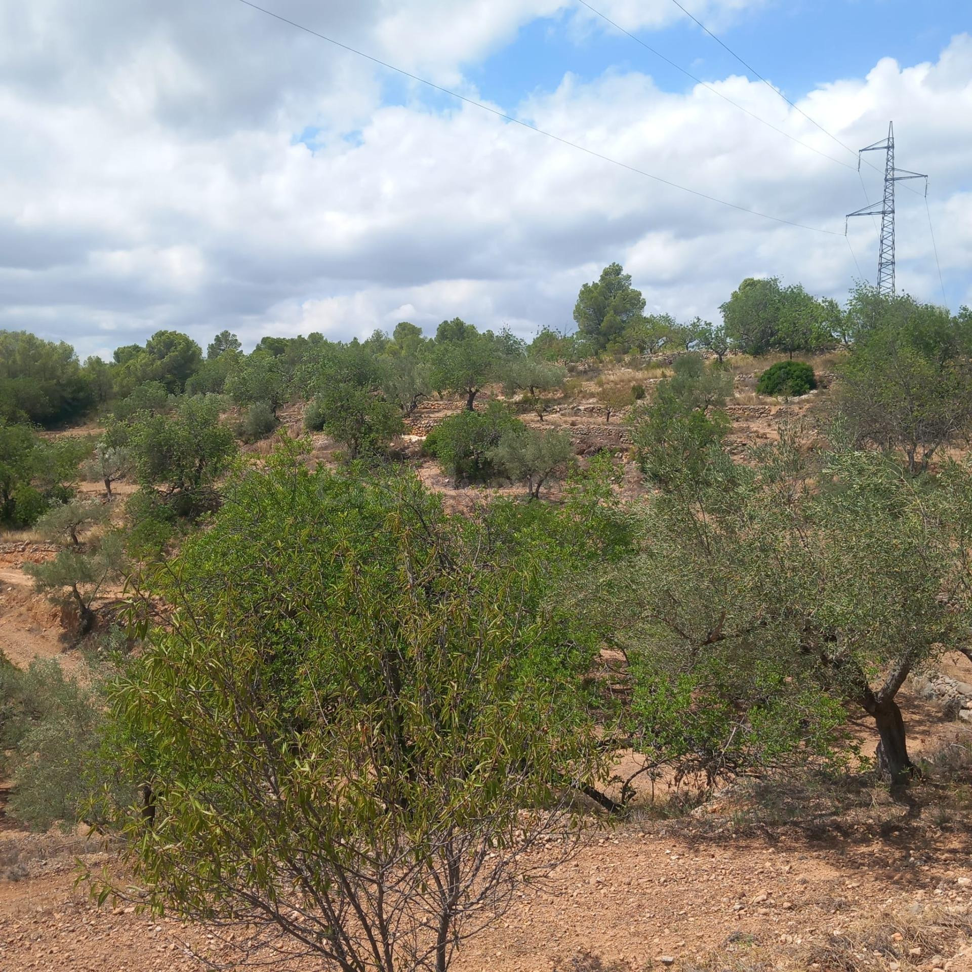 Finca Rústica en Tortosa: Tu Paraíso Natural - foto 2