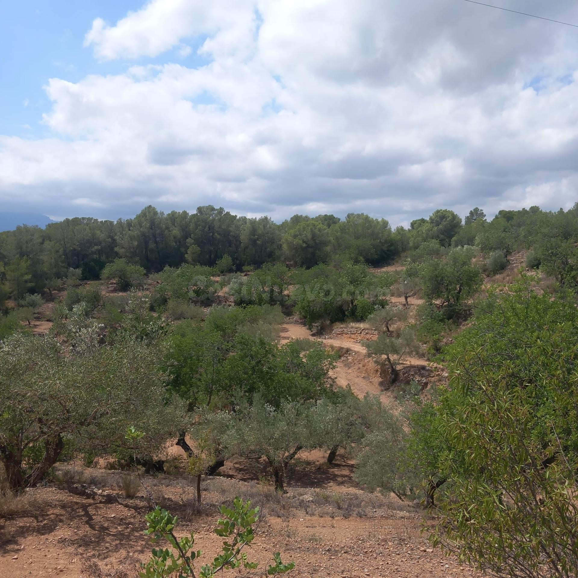 Finca Rústica en Tortosa: Tu Paraíso Natural - foto 3