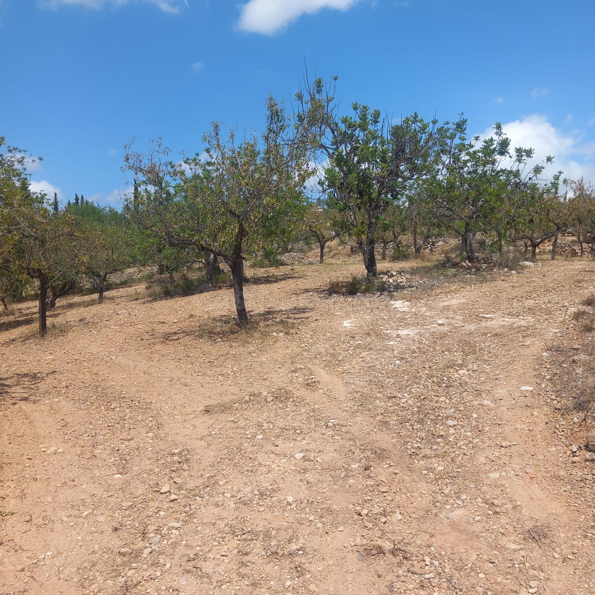Finca Rústica en Tortosa: Tu Paraíso Natural - foto 4