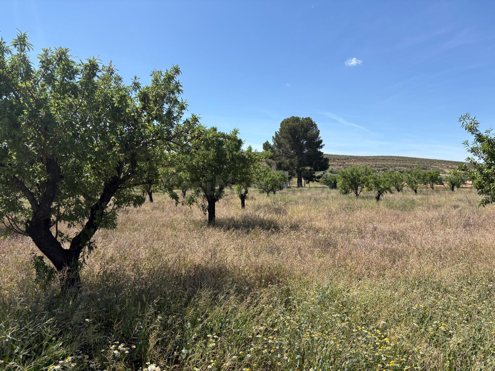 Terreno en Jumilla