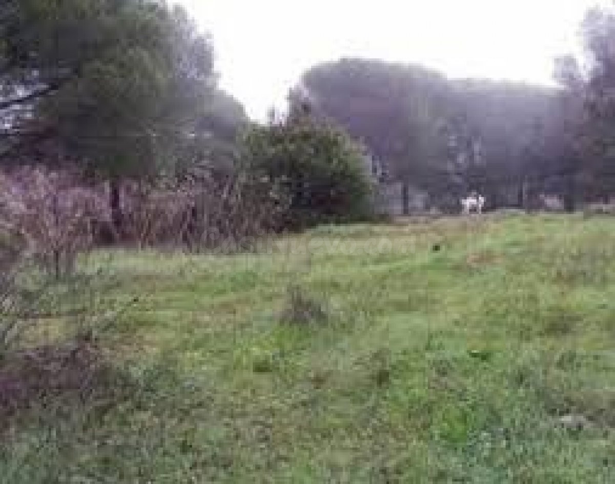 parcela en las jaras