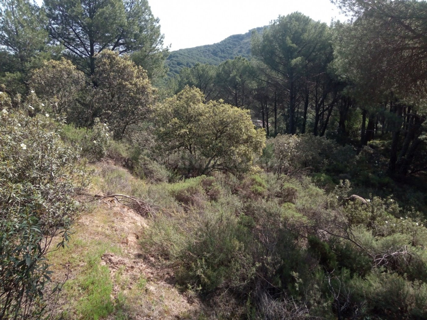 TERRENO EN LAS JARAS !!!!
