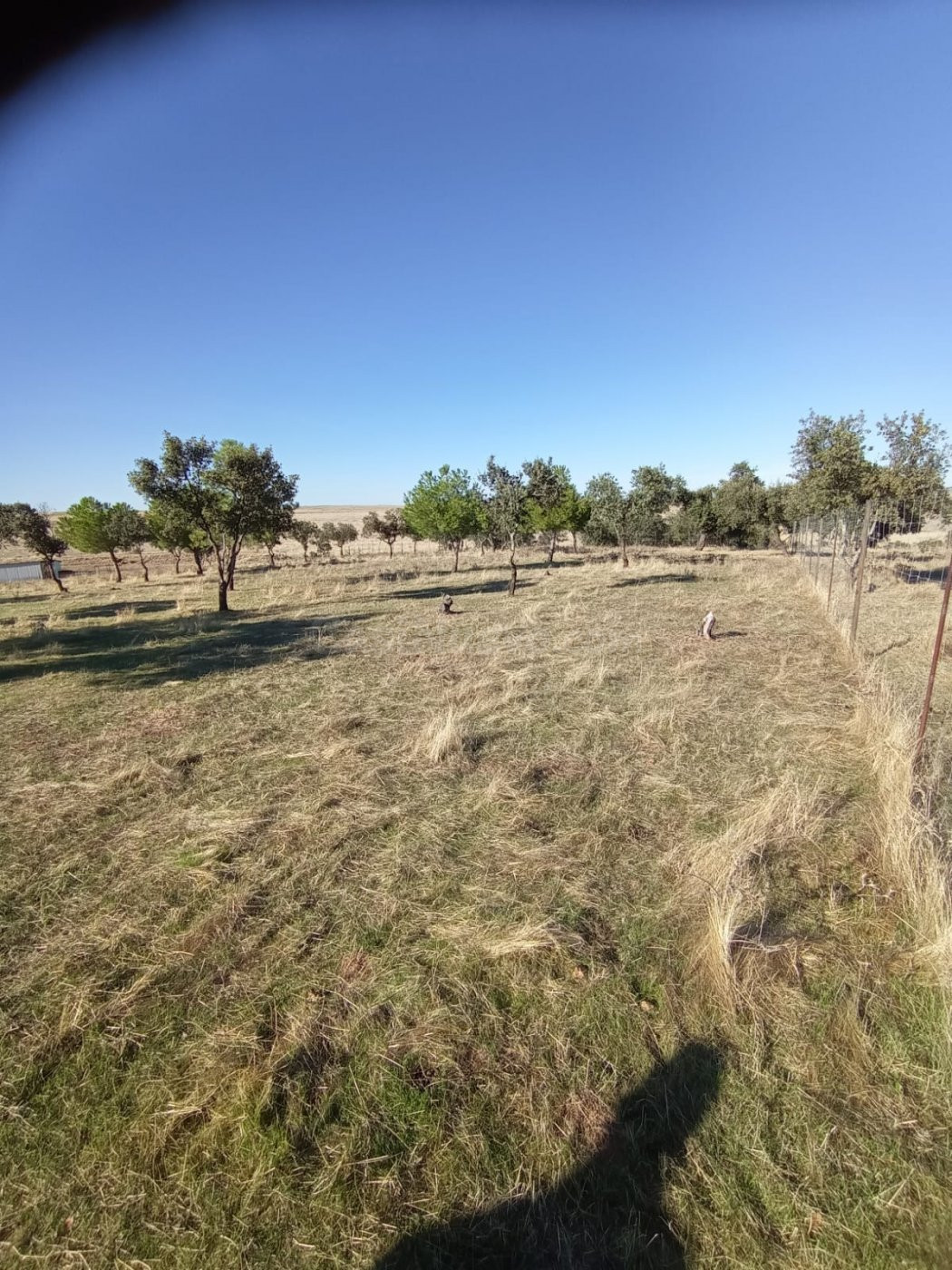 Finca Rústica en Carretera de Badajoz