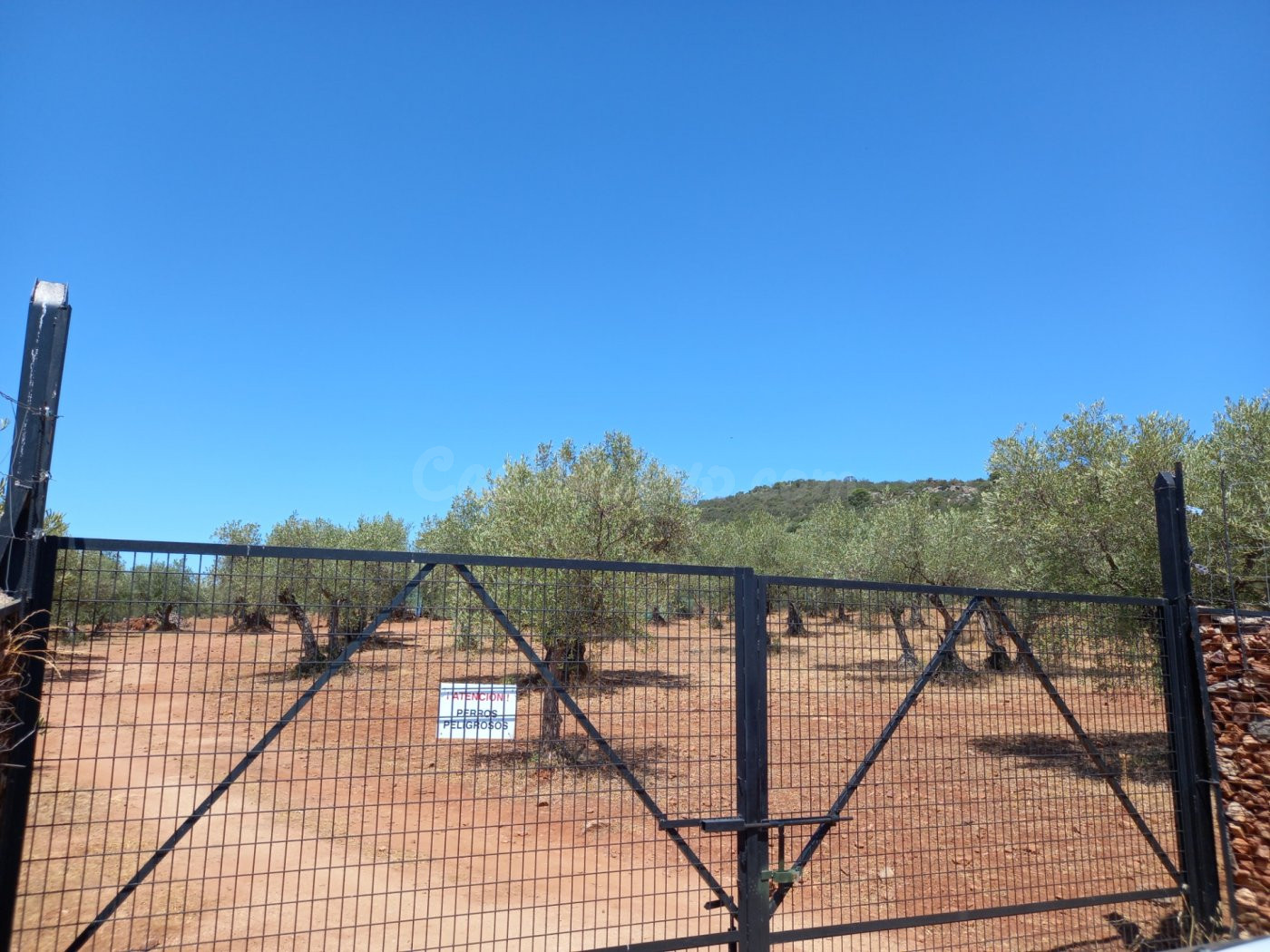Finca de Olivos en la Montaña