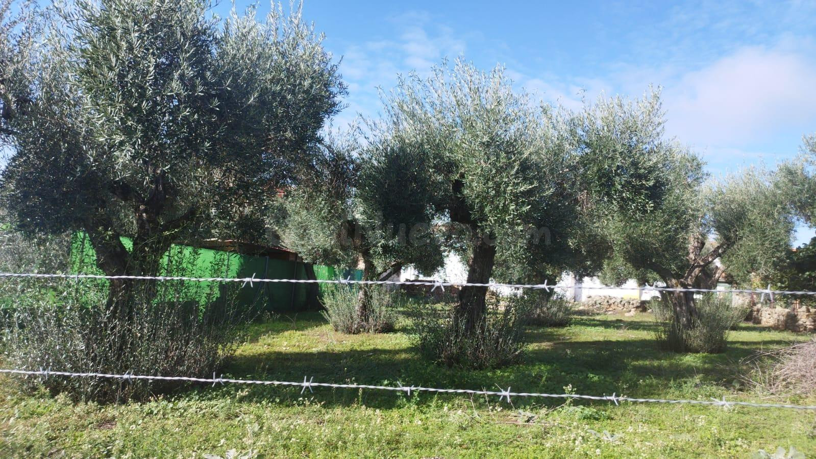 Estupenda parcela urbana en el centro de Aldea del Cano