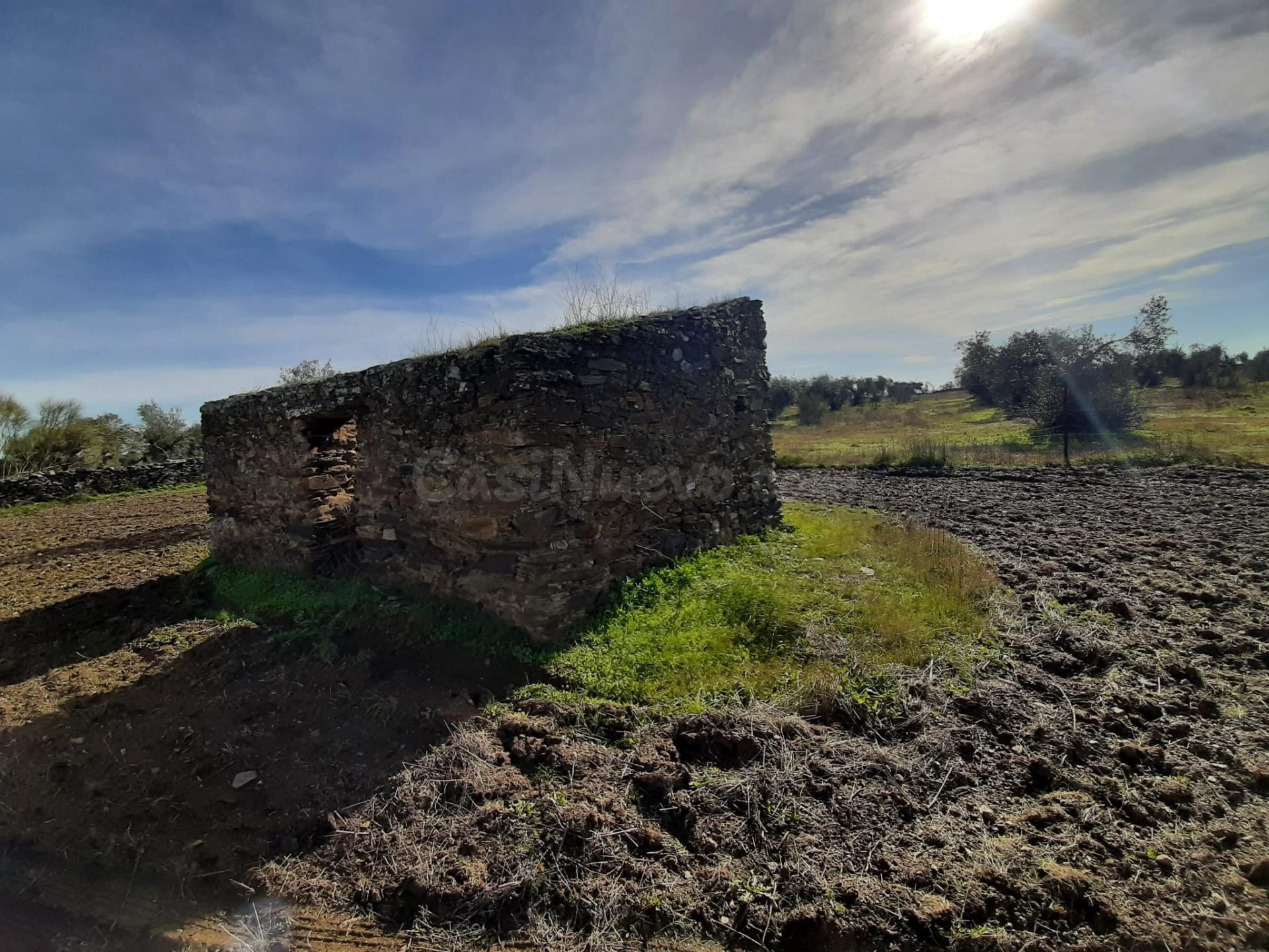 Olivar con una construcción para reformar de unos 26 metros