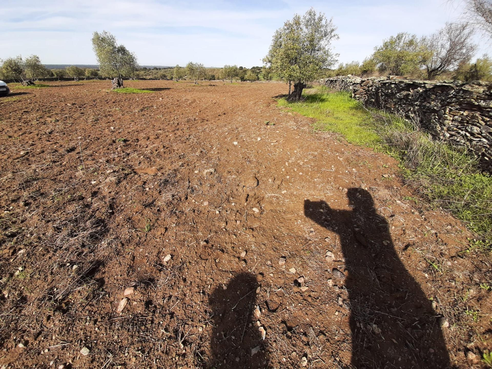Olivar en Botija