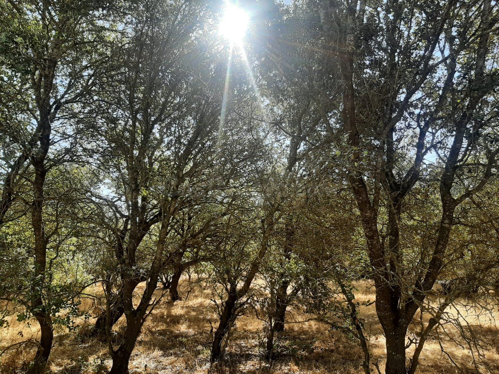 Parcela en venta en el pantano de Valdesalor