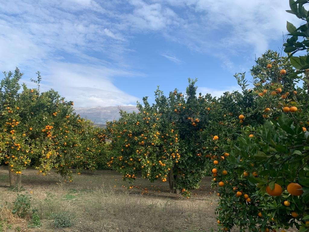 Finca Rustica valle de lecrín (Restabal)