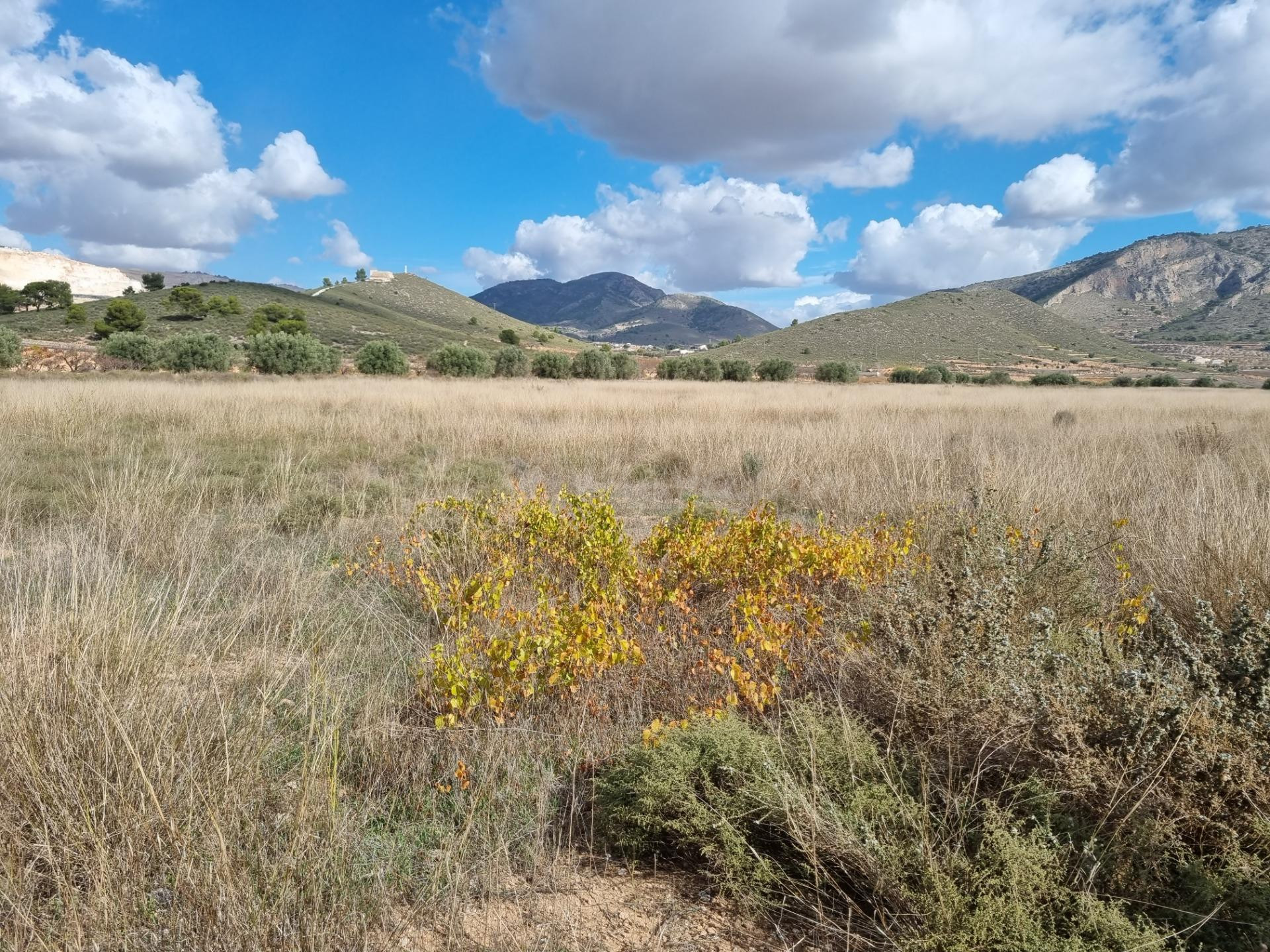 SE VENDE PARCELA EN CAÑADA DE LA LEÑA (ALGUEÑA) ALICANTE - foto 2