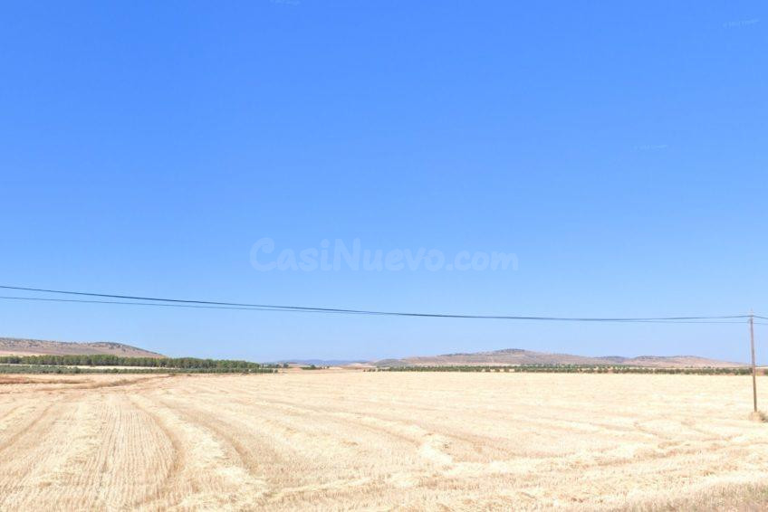 Olivar en Esquivias - foto 2