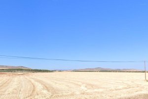 Olivar en Esquivias - foto 5