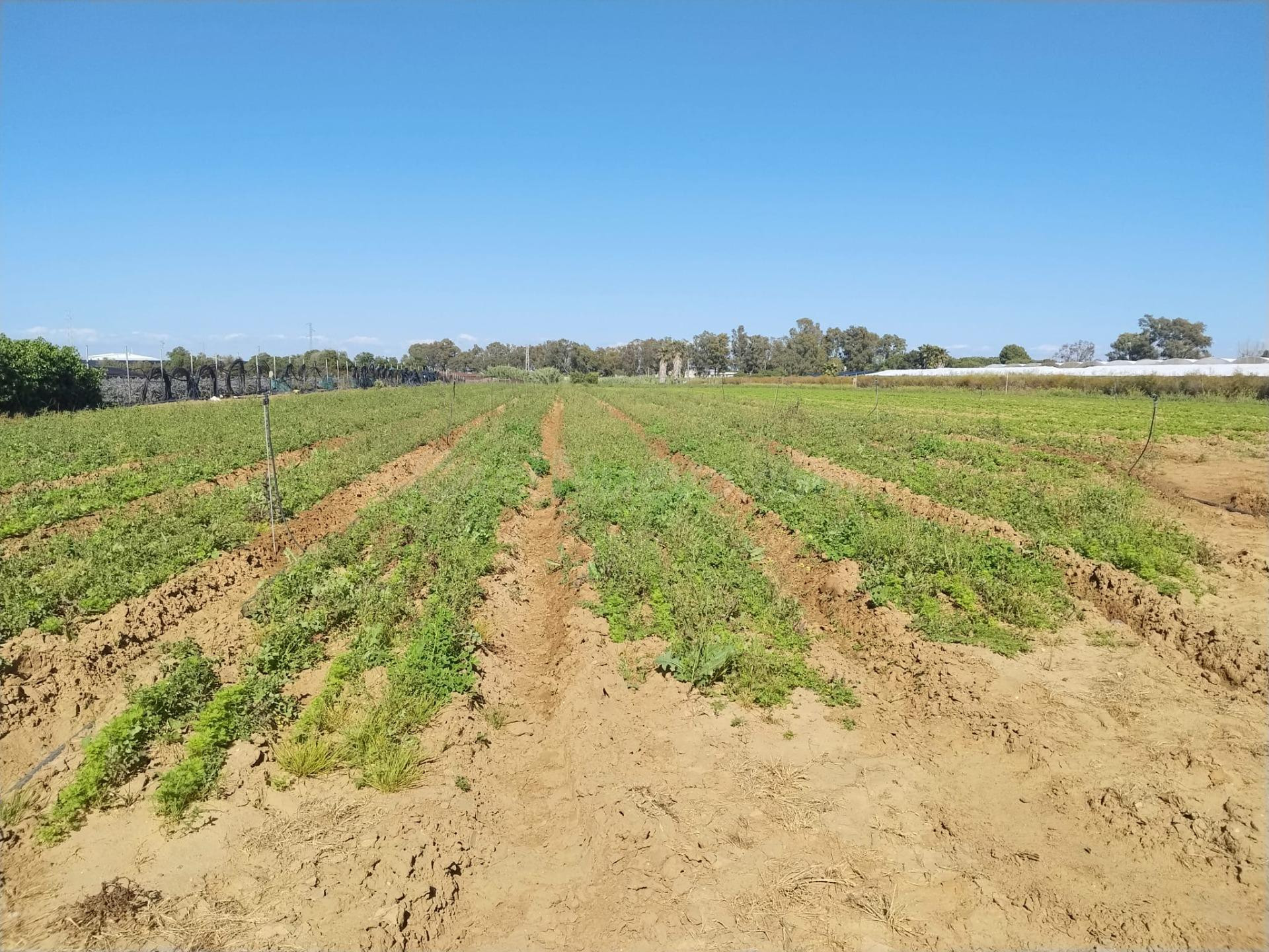 EN PAGO MEDIA NARANJA, EN LA ZONA DEL PINAR, AQUI ES DONDE PUEDES HACER TU CAMPO DE RECREO O TRABAJO