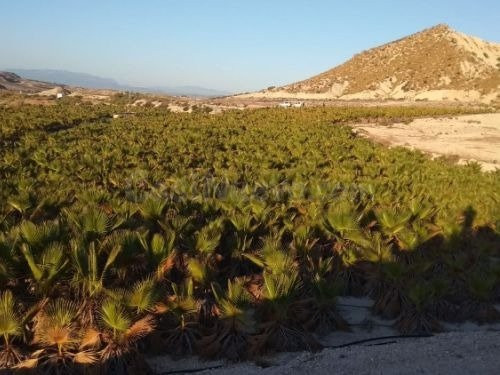 TERRENO con BALSA en Las CHinchillanas – FORTUNA (MURCIA)
