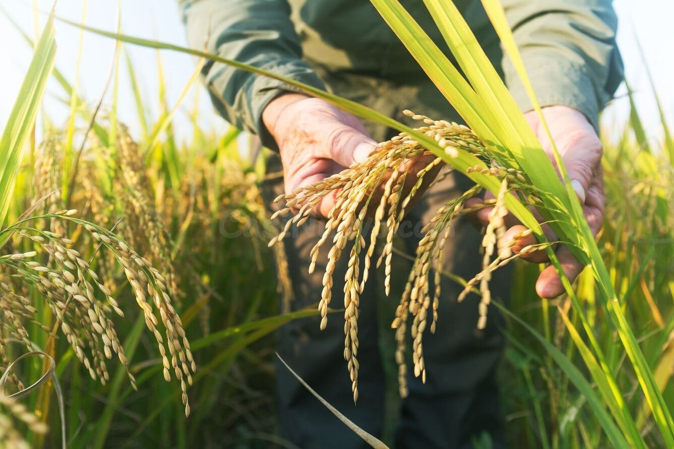 Arrozal en venta en Deltebre