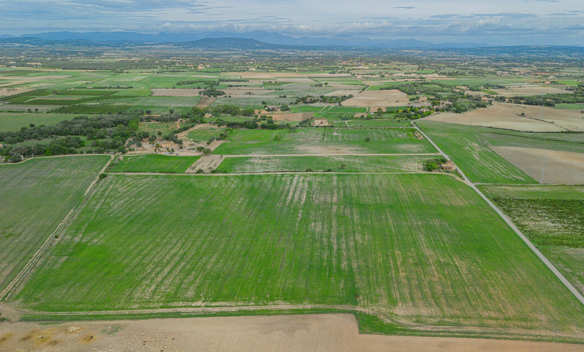 Gran terreno edificable en las afueras de Manacor