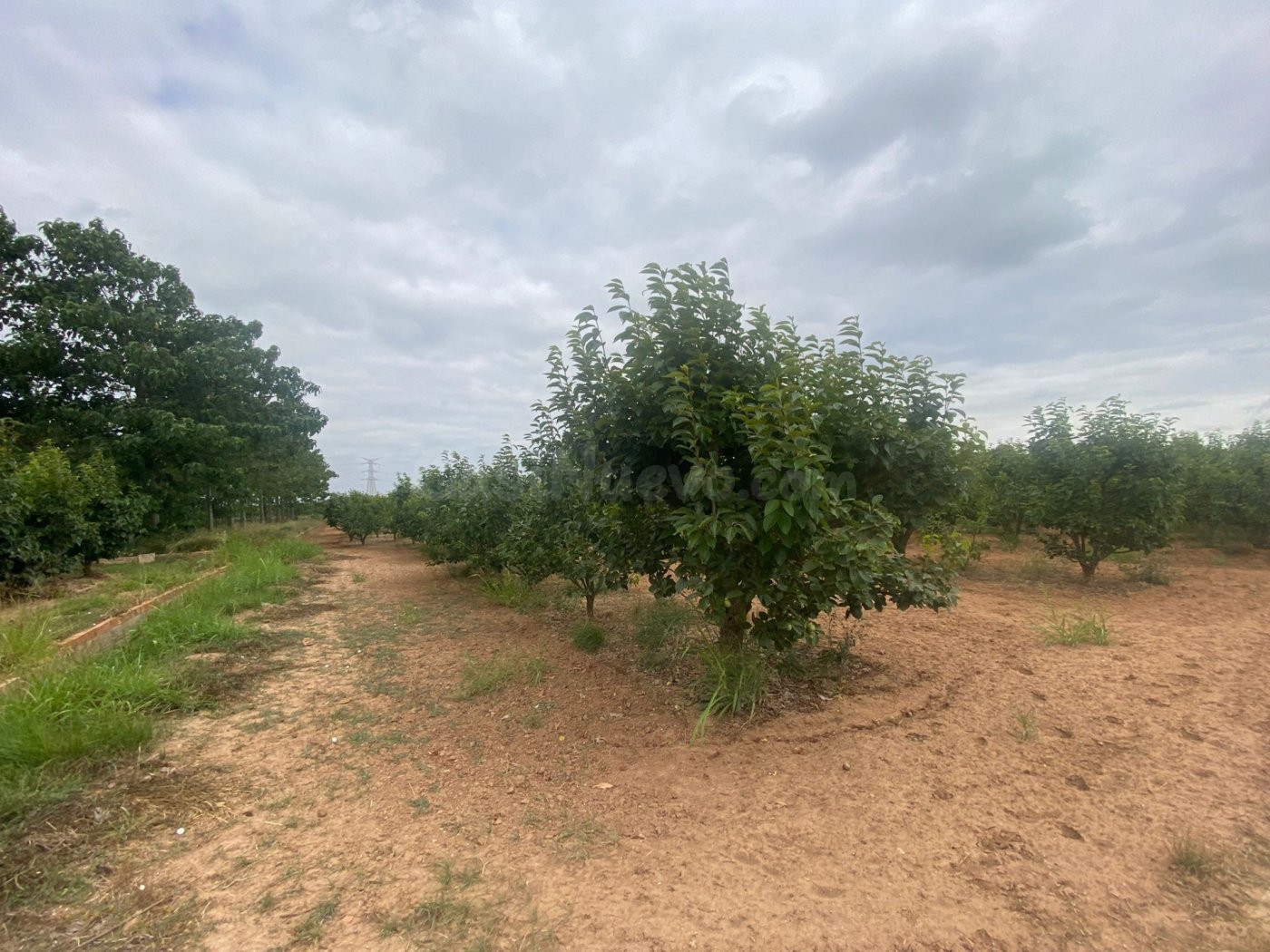 TERRENO RURAL DE KAKI EN PRODUCCIÓN