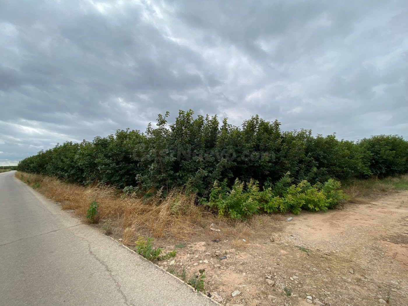 Terreno rural de kaki empeltado con manzanos