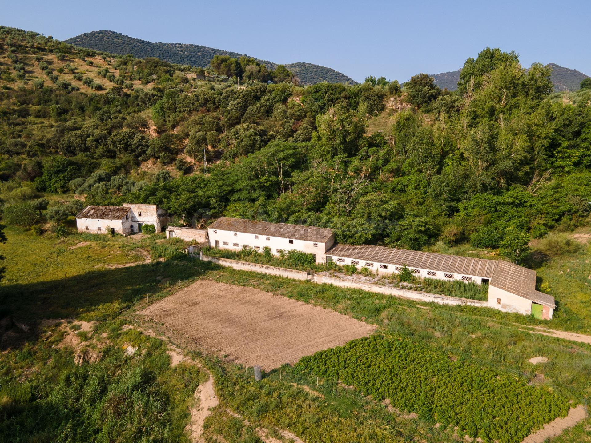 Dehesa zona Sierra Magina en Cambil y Huelma - Jaen
