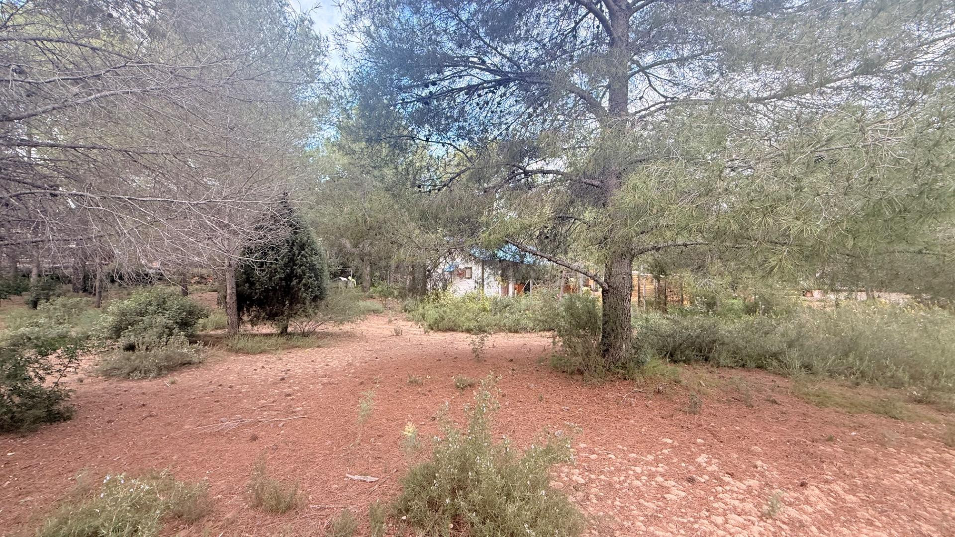 ¡Parcela Urbana de 1808 m2 en Albalat dels Tarongers!