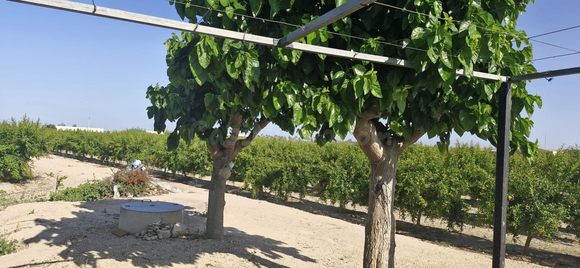 VENDO TERRENO CON PLANTACION DE GRANADO EN COCECHA !!
