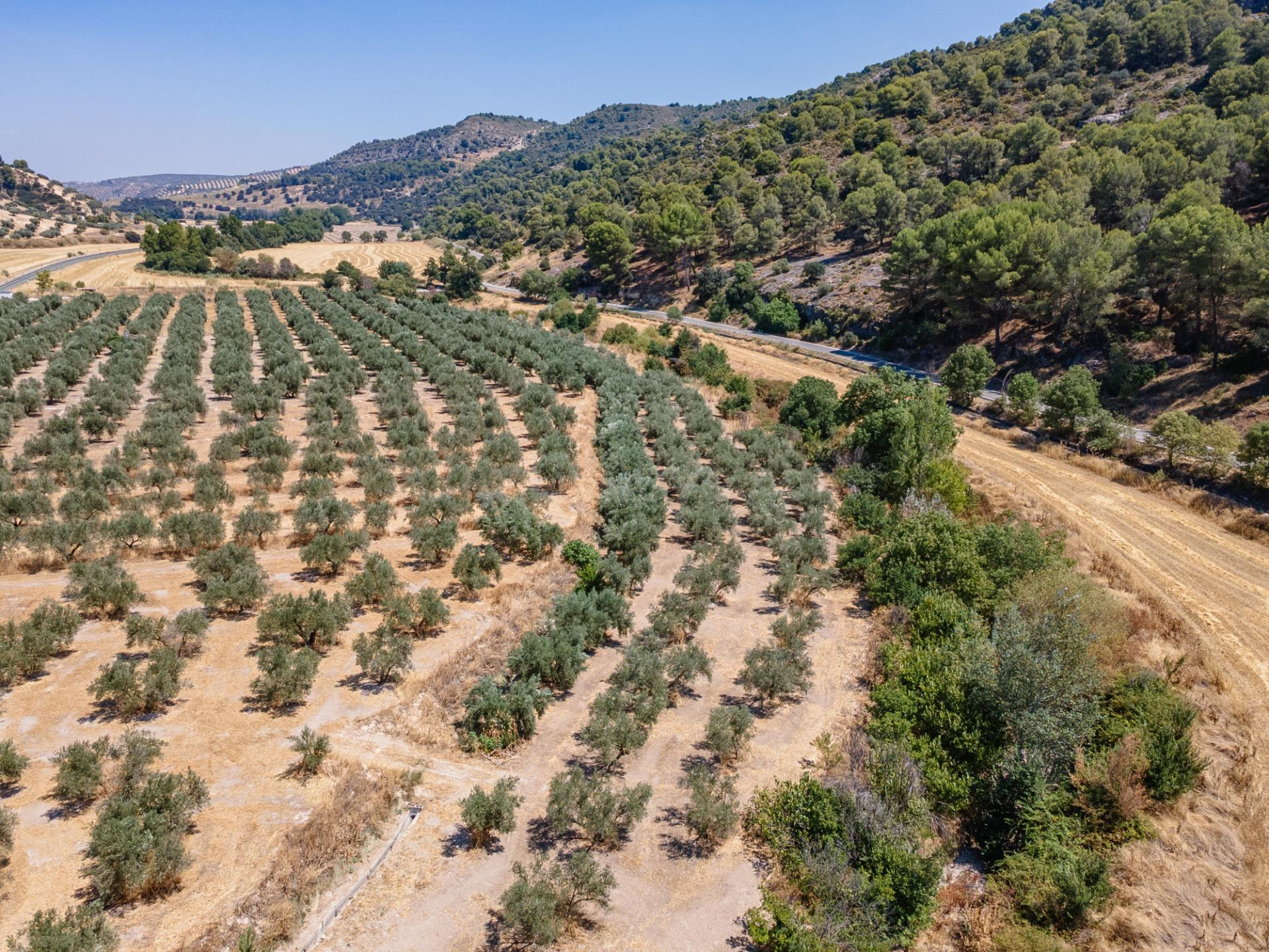 GRAN OPORTUNIDAD !!!! OLIVAR EN VENTA.....