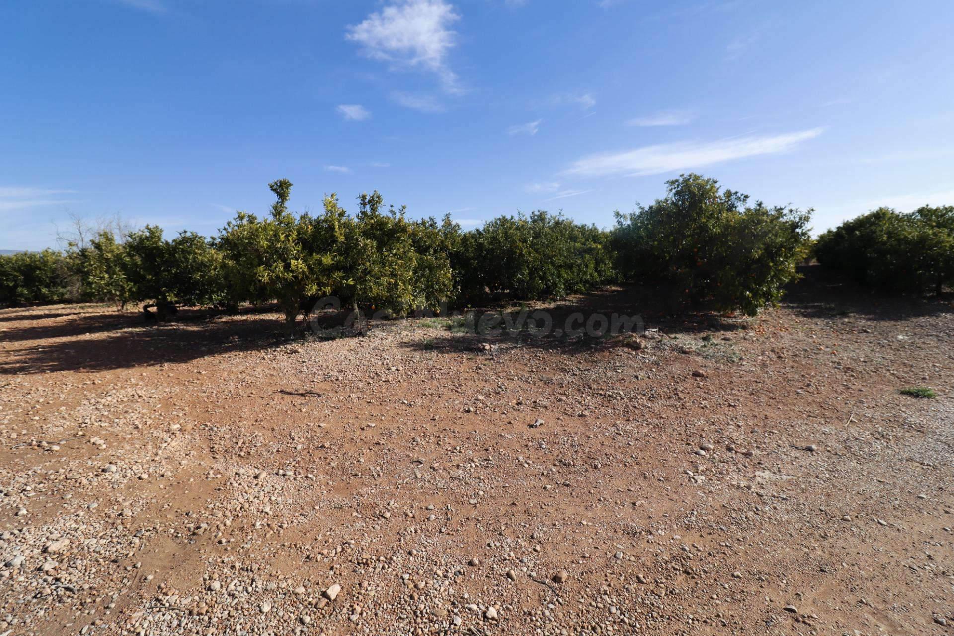 Finca de algarrobos. - foto 2